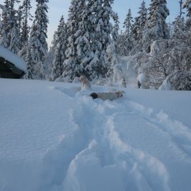 hundar i snödriva