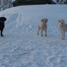 hundar i snön